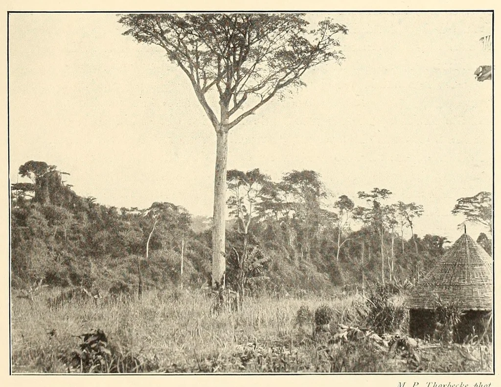 An illustration from Im Hochland von Mittel-Kamerun .., 1914, leaf 55