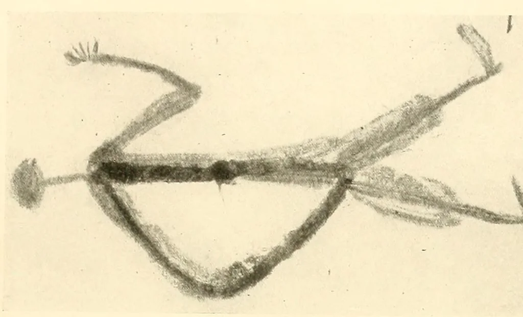 An illustration from Im Hochland von Mittel-Kamerun .., 1914, leaf 173