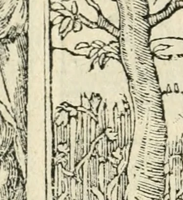An illustration from Diverse imprese accommodate a diuerse moralità : con versi che i loro significati dichiarano insieme con molte altre nella lingua italiana non piu tradotte, 1551, leaf 143
