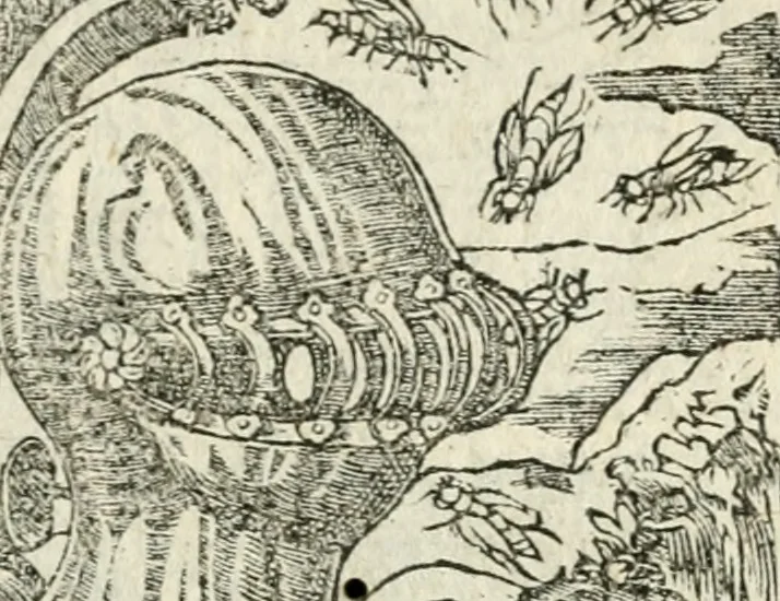 An illustration from Diverse imprese accommodate a diuerse moralità : con versi che i loro significati dichiarano insieme con molte altre nella lingua italiana non piu tradotte, 1551, leaf 170