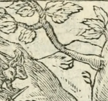 An illustration from Diverse imprese accommodate a diuerse moralità : con versi che i loro significati dichiarano insieme con molte altre nella lingua italiana non piu tradotte, 1551, leaf 176