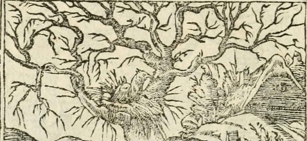 An illustration from Diverse imprese accommodate a diuerse moralità : con versi che i loro significati dichiarano insieme con molte altre nella lingua italiana non piu tradotte, 1551, leaf 183