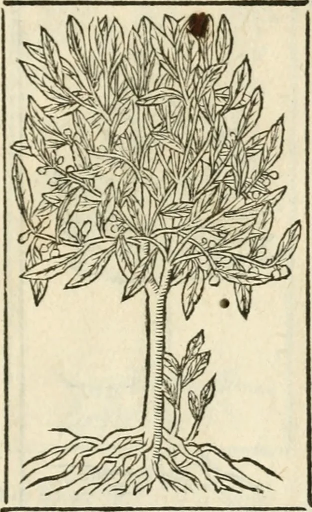 An illustration from Diverse imprese accommodate a diuerse moralità : con versi che i loro significati dichiarano insieme con molte altre nella lingua italiana non piu tradotte, 1551, leaf 188