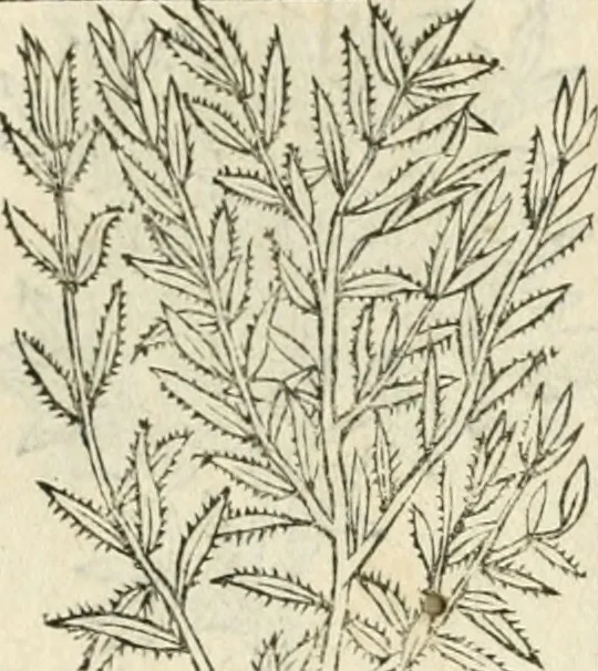 An illustration from Diverse imprese accommodate a diuerse moralità : con versi che i loro significati dichiarano insieme con molte altre nella lingua italiana non piu tradotte, 1551, leaf 194