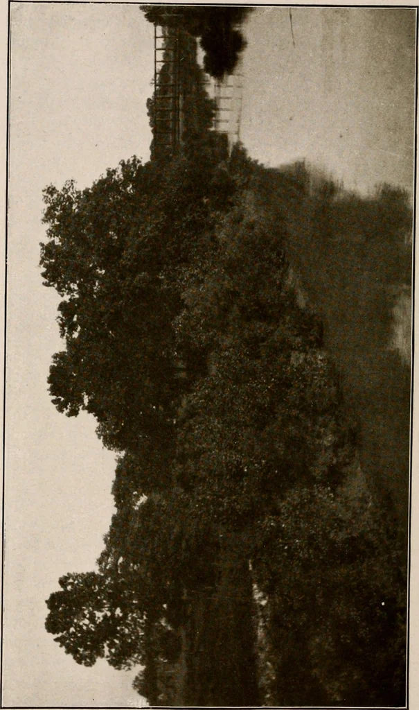 An illustration from Improvement of Fort Wayne Indiana; report for Fort Wayne Civic Improvement Association, 1909, leaf 125