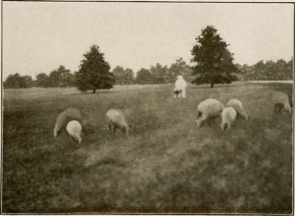 An illustration from Improvement of Fort Wayne Indiana; report for Fort Wayne Civic Improvement Association, 1909, leaf 82