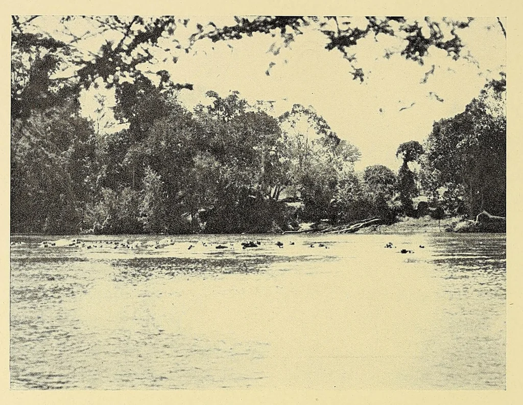 An illustration from In Africa : hunting adventures in the big game country, 1910, leaf 102