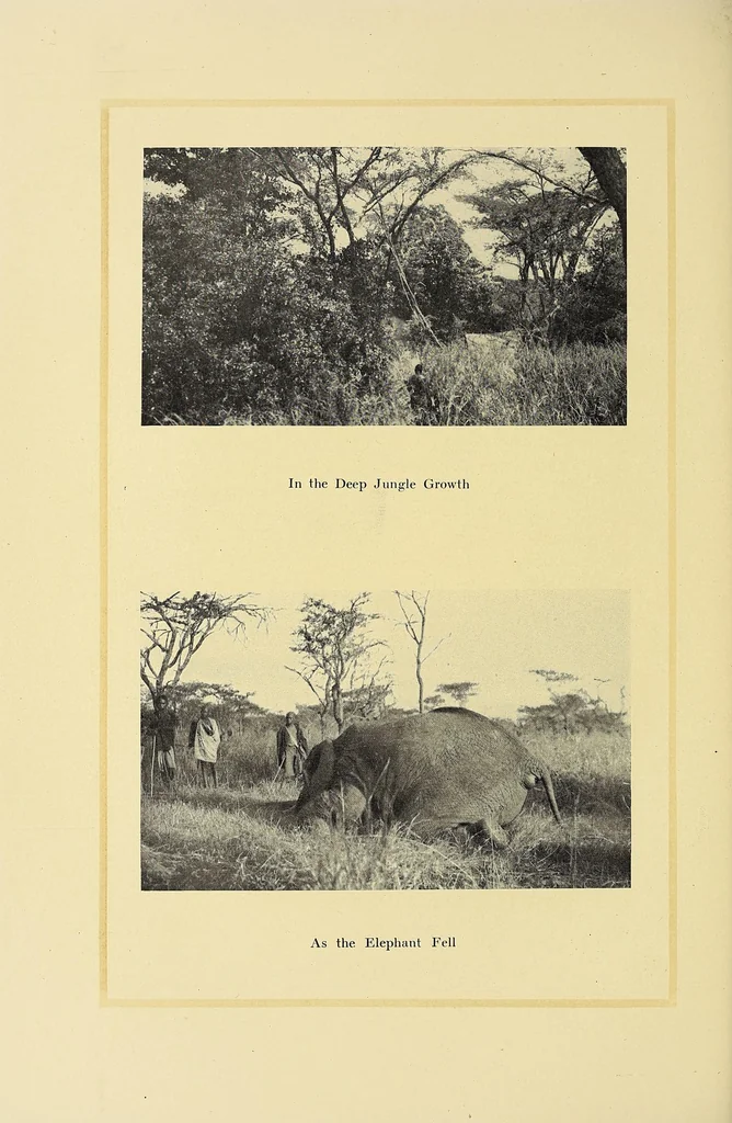 An illustration from In Africa : hunting adventures in the big game country, 1910, leaf 270
