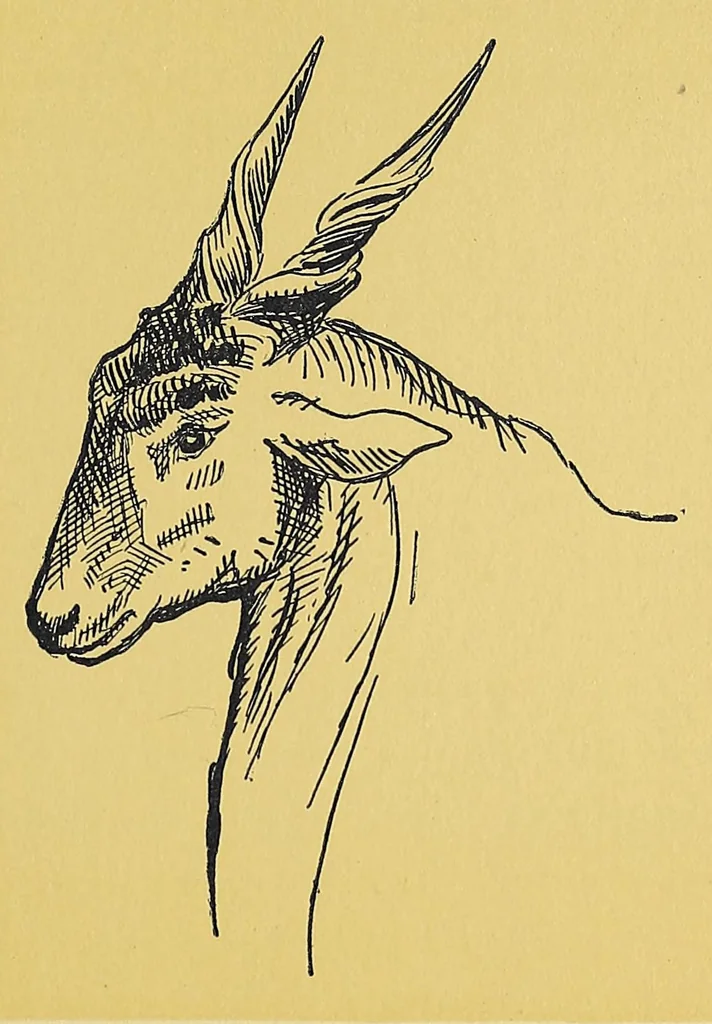 An illustration from In Africa : hunting adventures in the big game country, 1910, leaf 349