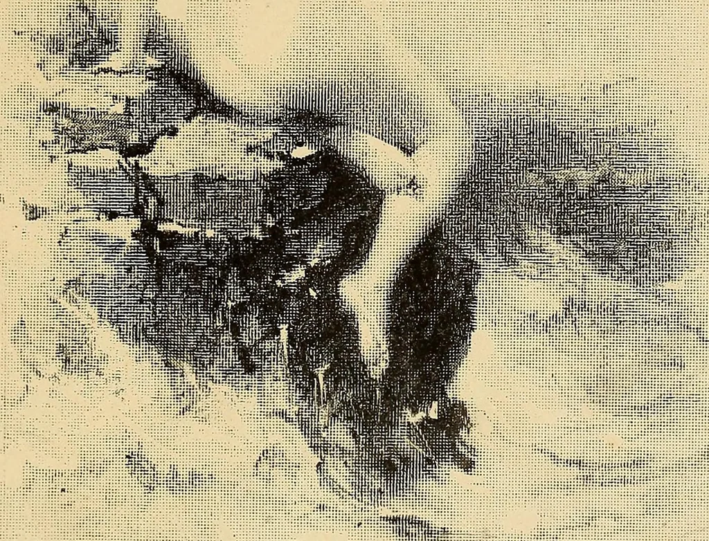 An illustration from Inauguration of new galleries, works from the salon of '84 and other American paintings contributed by the artists, 1884, leaf 68