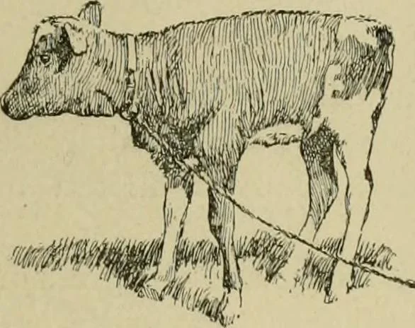 An illustration from In the child's world; morning talks and stories for kindergartens, primary schools and homes, 1893, leaf 174