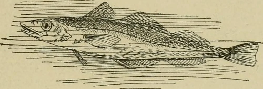 An illustration from In the child's world; morning talks and stories for kindergartens, primary schools and homes, 1893, leaf 256