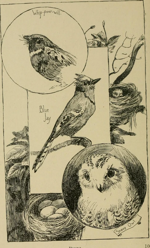 An illustration from In the child's world; morning talks and stories for kindergartens, primary schools and homes, 1893, leaf 27