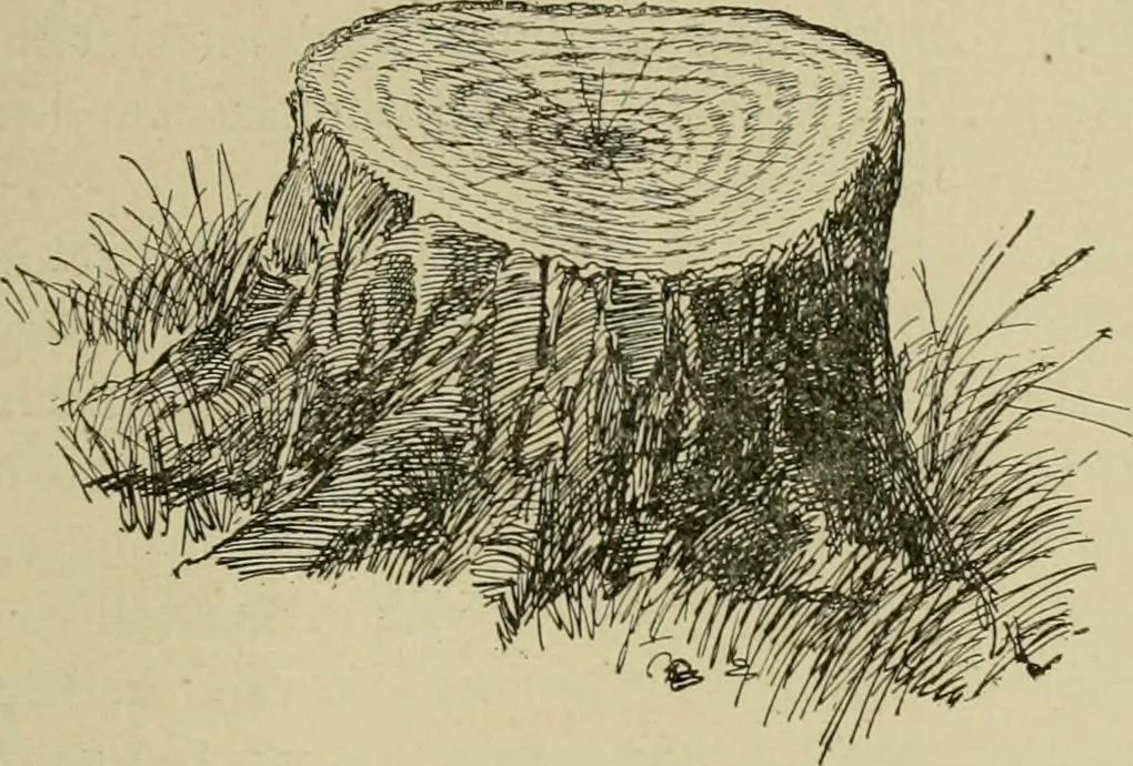 An illustration from In the child's world; morning talks and stories for kindergartens, primary schools and homes, 1893, leaf 270