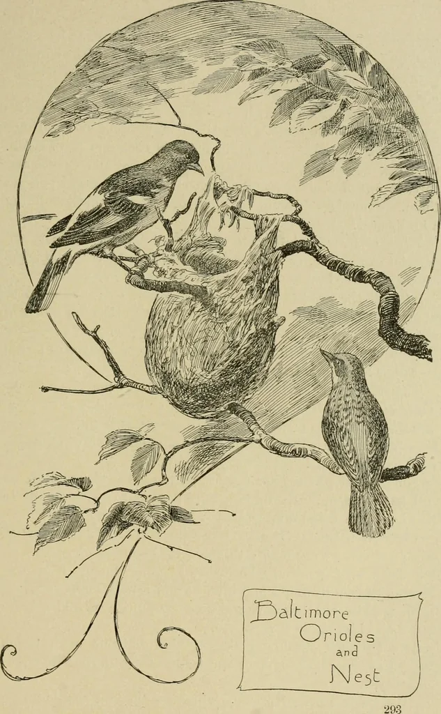 An illustration from In the child's world; morning talks and stories for kindergartens, primary schools and homes, 1893, leaf 310