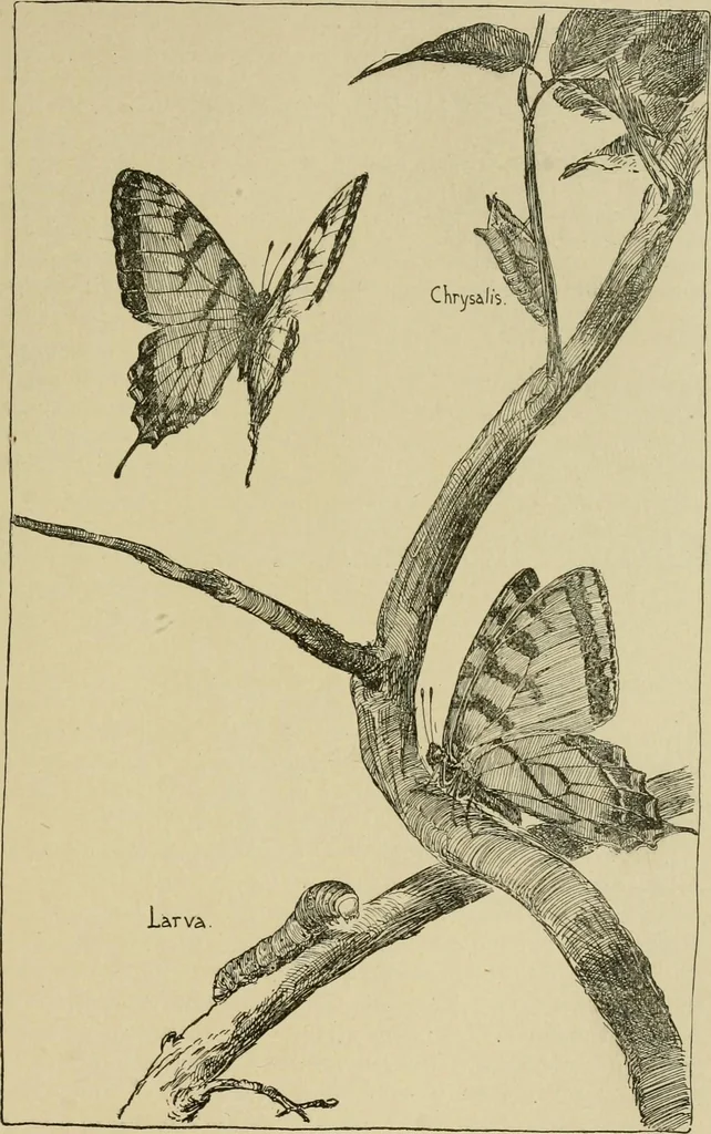 An illustration from In the child's world; morning talks and stories for kindergartens, primary schools and homes, 1893, leaf 322