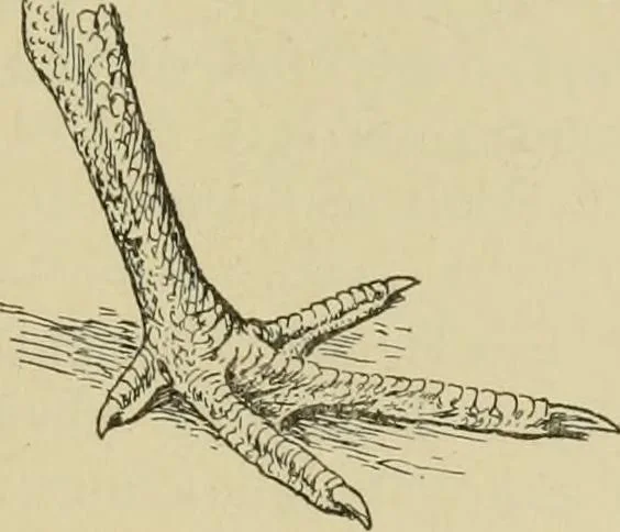 An illustration from In the child's world; morning talks and stories for kindergartens, primary schools and homes, 1893, leaf 348