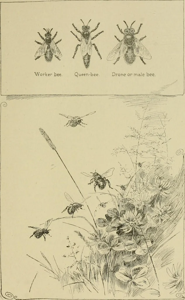An illustration from In the child's world; morning talks and stories for kindergartens, primary schools and homes, 1893, leaf 366