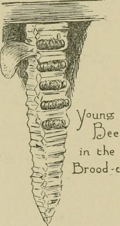 An illustration from In the child's world; morning talks and stories for kindergartens, primary schools and homes, 1893, leaf 369