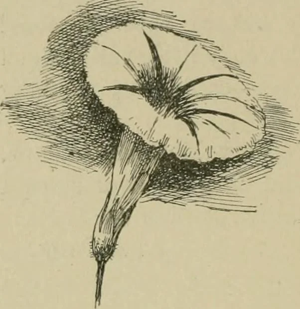 An illustration from In the child's world; morning talks and stories for kindergartens, primary schools and homes, 1893, leaf 383