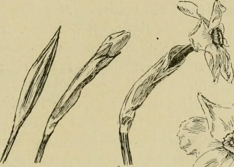 An illustration from In the child's world; morning talks and stories for kindergartens, primary schools and homes, 1893, leaf 384