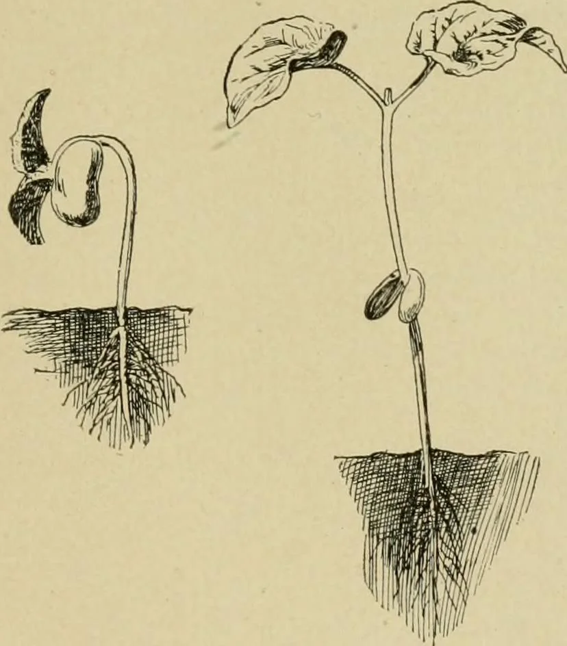 An illustration from In the child's world; morning talks and stories for kindergartens, primary schools and homes, 1893, leaf 400