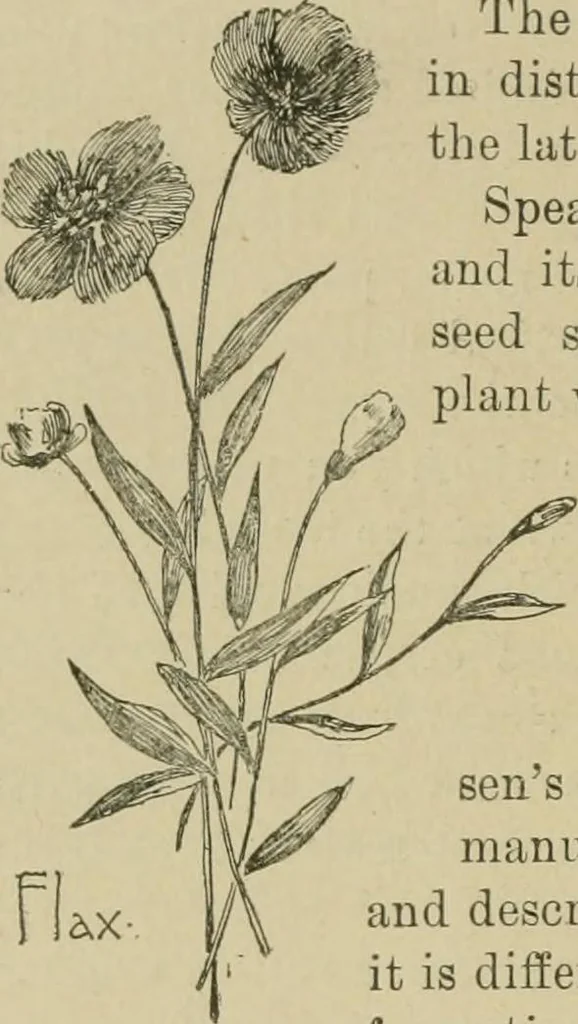An illustration from In the child's world; morning talks and stories for kindergartens, primary schools and homes, 1893, leaf 443
