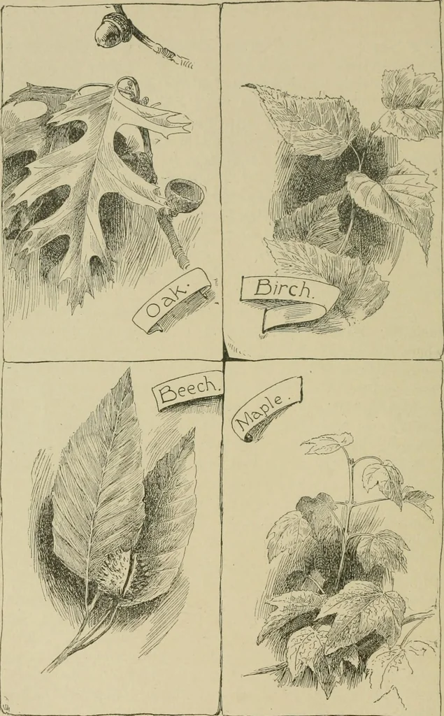 An illustration from In the child's world; morning talks and stories for kindergartens, primary schools and homes, 1893, leaf 61