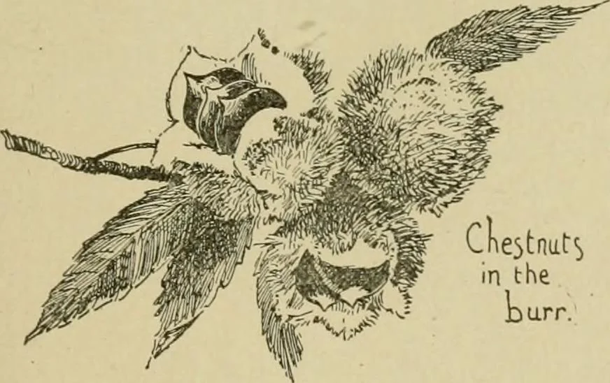 An illustration from In the child's world; morning talks and stories for kindergartens, primary schools and homes, 1893, leaf 66