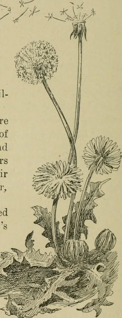 An illustration from In the child's world; morning talks and stories for kindergartens, primary schools and homes, 1893, leaf 85