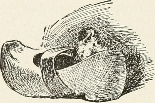 An illustration from In the child's world : morning talks and stories for kindergartens, primary schools and homes, 1893, leaf 149