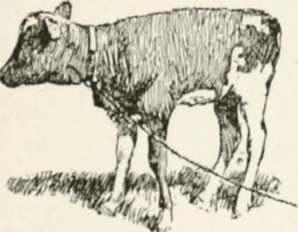 An illustration from In the child's world : morning talks and stories for kindergartens, primary schools and homes, 1893, leaf 176