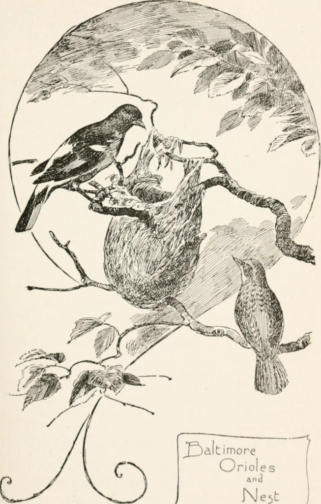 An illustration from In the child's world : morning talks and stories for kindergartens, primary schools and homes, 1893, leaf 312