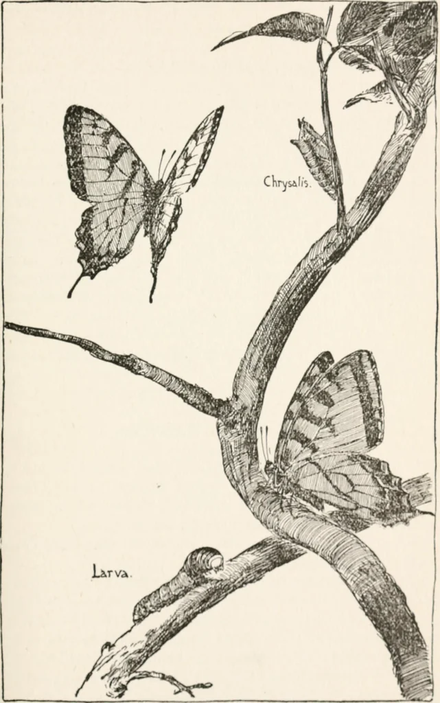 An illustration from In the child's world : morning talks and stories for kindergartens, primary schools and homes, 1893, leaf 324
