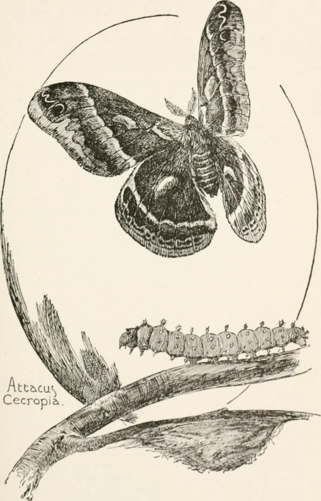 An illustration from In the child's world : morning talks and stories for kindergartens, primary schools and homes, 1893, leaf 338