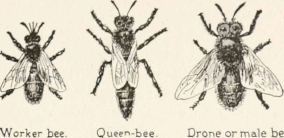 An illustration from In the child's world : morning talks and stories for kindergartens, primary schools and homes, 1893, leaf 368