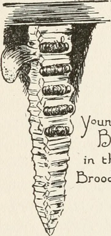 An illustration from In the child's world : morning talks and stories for kindergartens, primary schools and homes, 1893, leaf 371