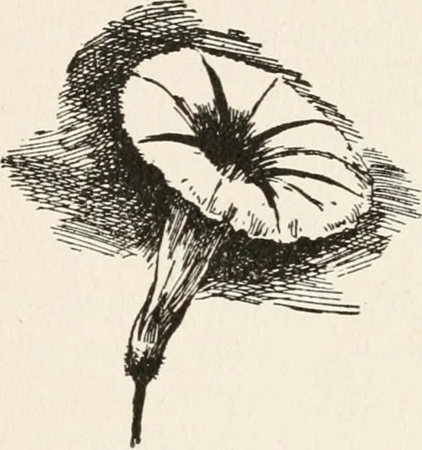 An illustration from In the child's world : morning talks and stories for kindergartens, primary schools and homes, 1893, leaf 385