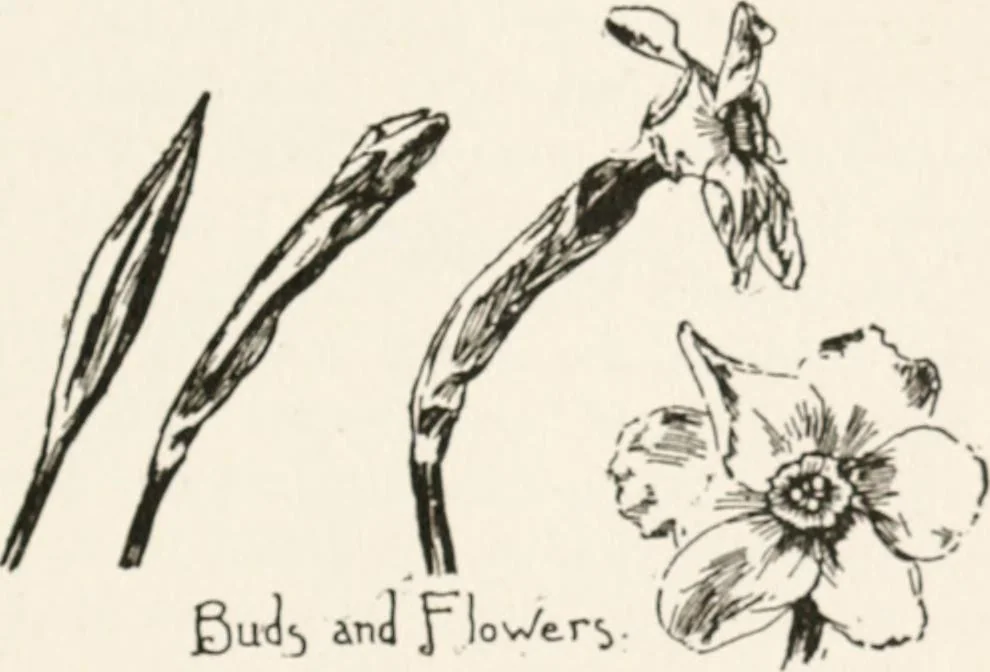 An illustration from In the child's world : morning talks and stories for kindergartens, primary schools and homes, 1893, leaf 386