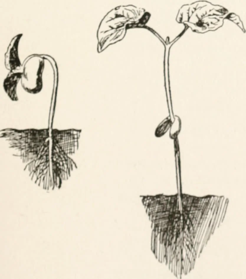 An illustration from In the child's world : morning talks and stories for kindergartens, primary schools and homes, 1893, leaf 402