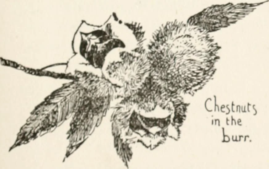 An illustration from In the child's world : morning talks and stories for kindergartens, primary schools and homes, 1893, leaf 68