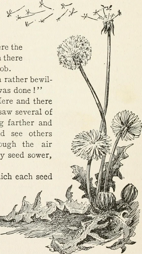 An illustration from In the child's world : morning talks and stories for kindergartens, primary schools and homes, 1893, leaf 87