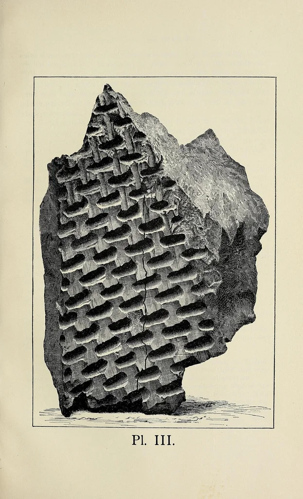 An illustration from Incwadi Yami; or, Twenty years' personal experience in South Africa, 1887, leaf 181