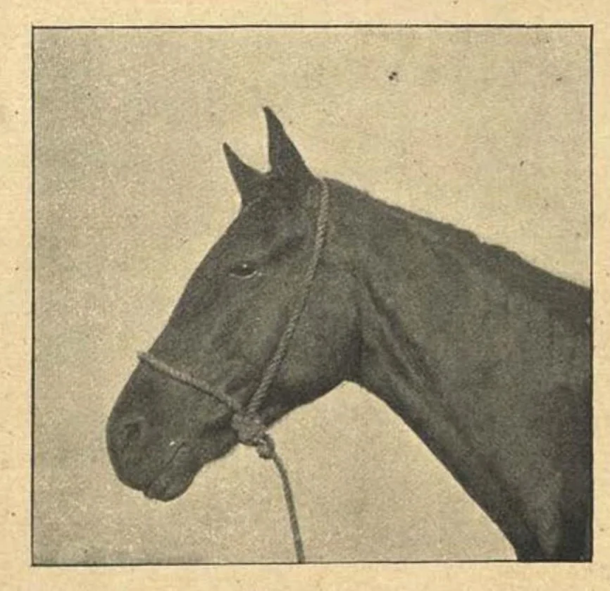 An illustration from Illustrated Horse-Breaking, 3rd ed., 1905, leaf 127