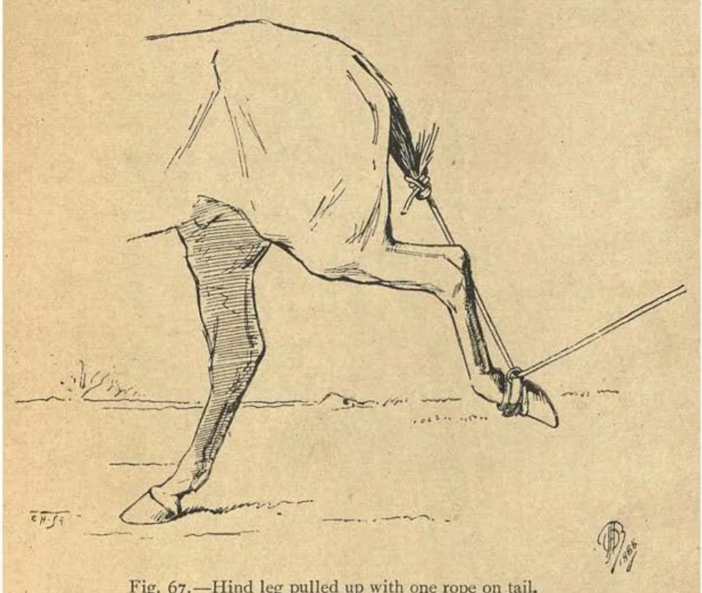 An illustration from Illustrated Horse-Breaking, 3rd ed., 1905, leaf 162
