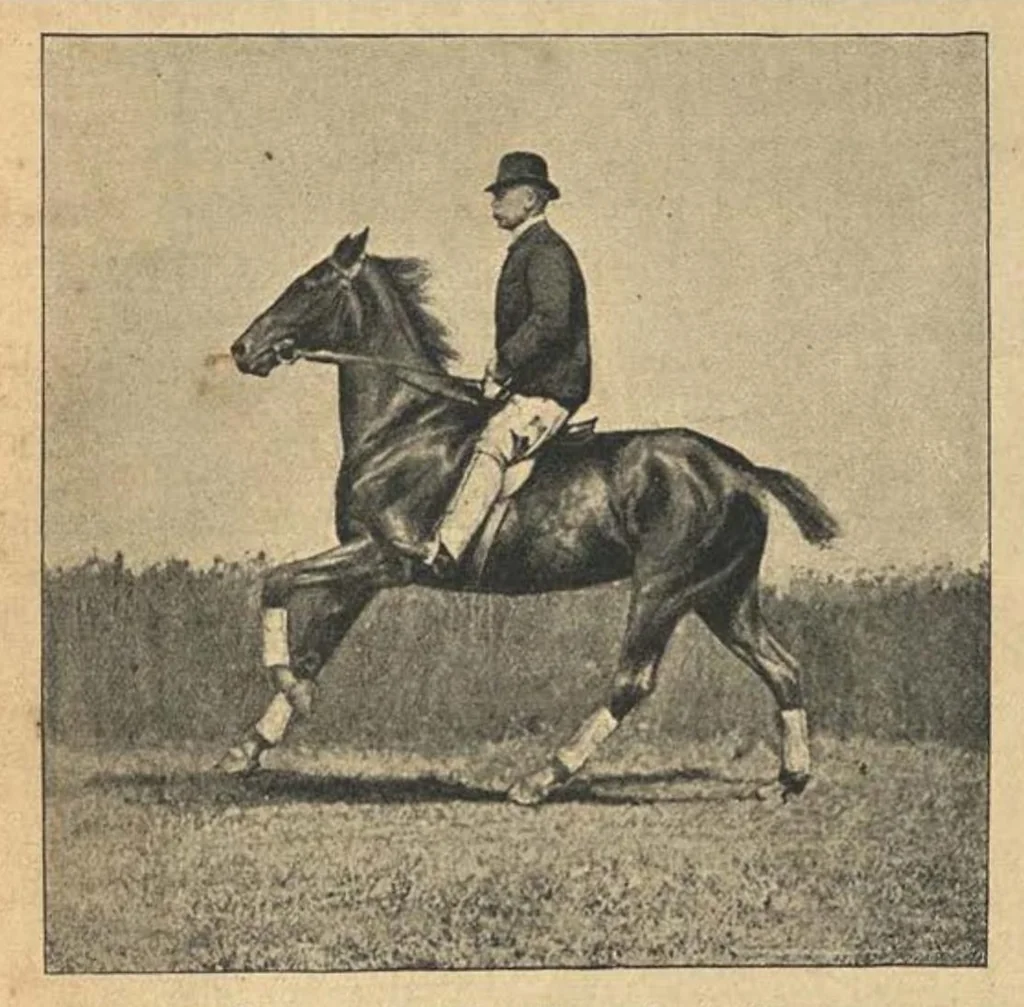 An illustration from Illustrated Horse-Breaking, 3rd ed., 1905, leaf 242