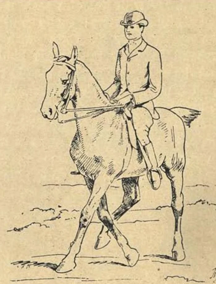 An illustration from Illustrated Horse-Breaking, 3rd ed., 1905, leaf 291