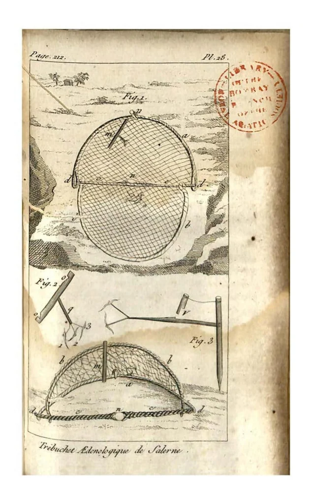 An illustration from Aviceptologie Francaise, 1818, leaf 240