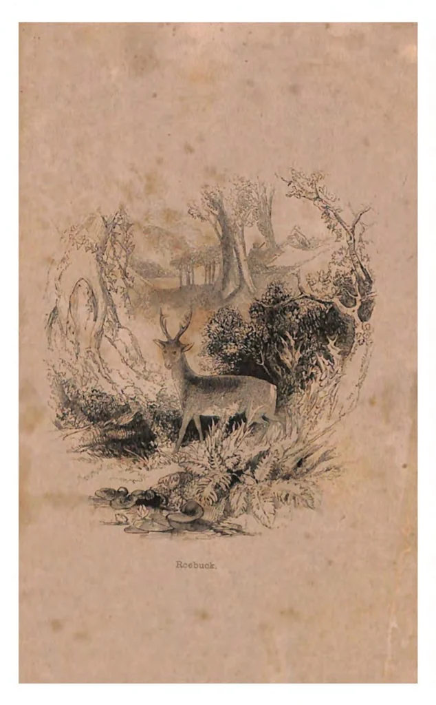 An illustration from Tour In Sutherlandshire, 1849, leaf 135