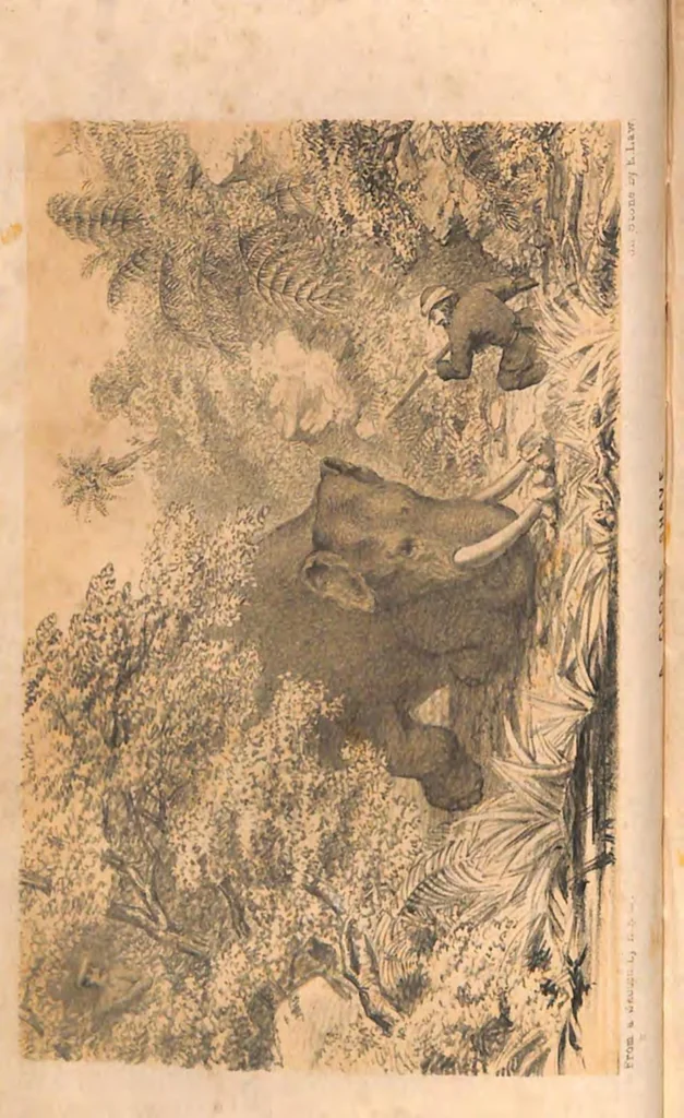 An illustration from The Hunting Grounds of the Old World, 1st Series, 2nd ed., 1860, leaf 315